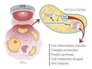 An informational graphic showing the relationship between the mitochondria and LED light energy, which results in increased ATP production leading to more energy to build collagen and repair tissue.