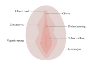 A graphic image of a women’s reproductive system with labeled parts of the external area.
