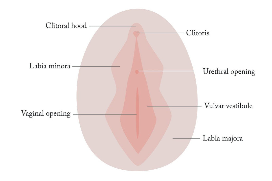 6 fascinating facts about your vagina - Joylux