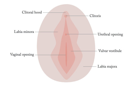 6 fascinating facts about your vagina - Joylux