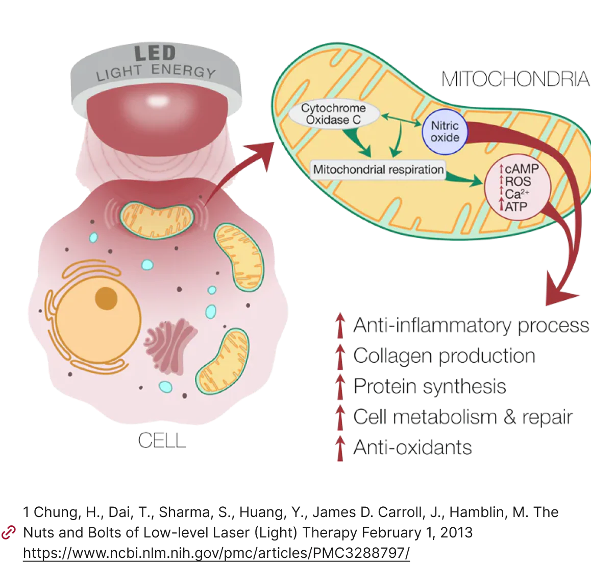 Red Light Process Red-Light Technology | Women’s Menopausal Care | Joylux