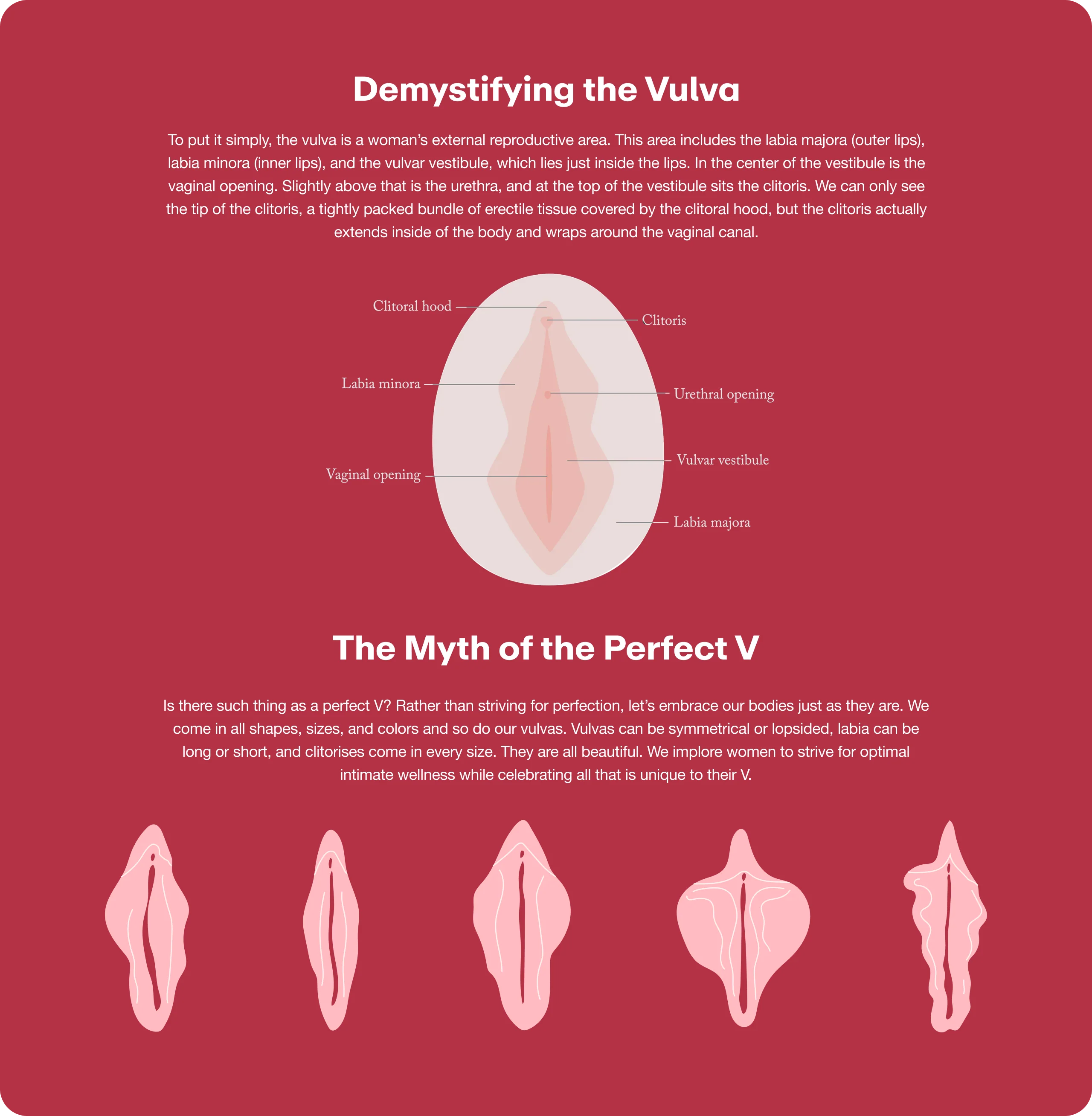 Vulva 101 | Women's Intimate Care & Menopausal Wellness | Joylux Vulva 101 | Women's Intimate Care & Menopausal Wellness | Joylux