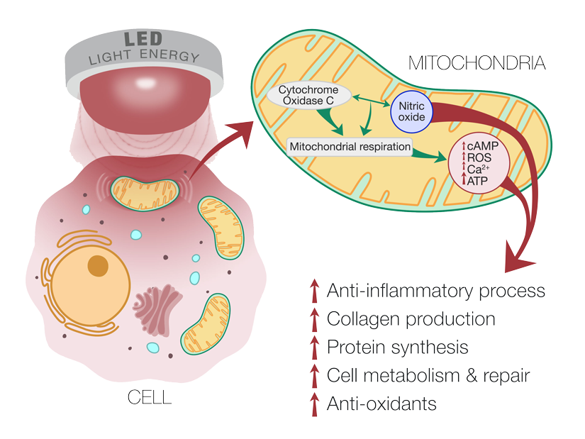 An informational graphic showing the relationship between the mitochondria and LED light energy, which results in increased ATP production leading to more energy to build collagen and repair tissue.