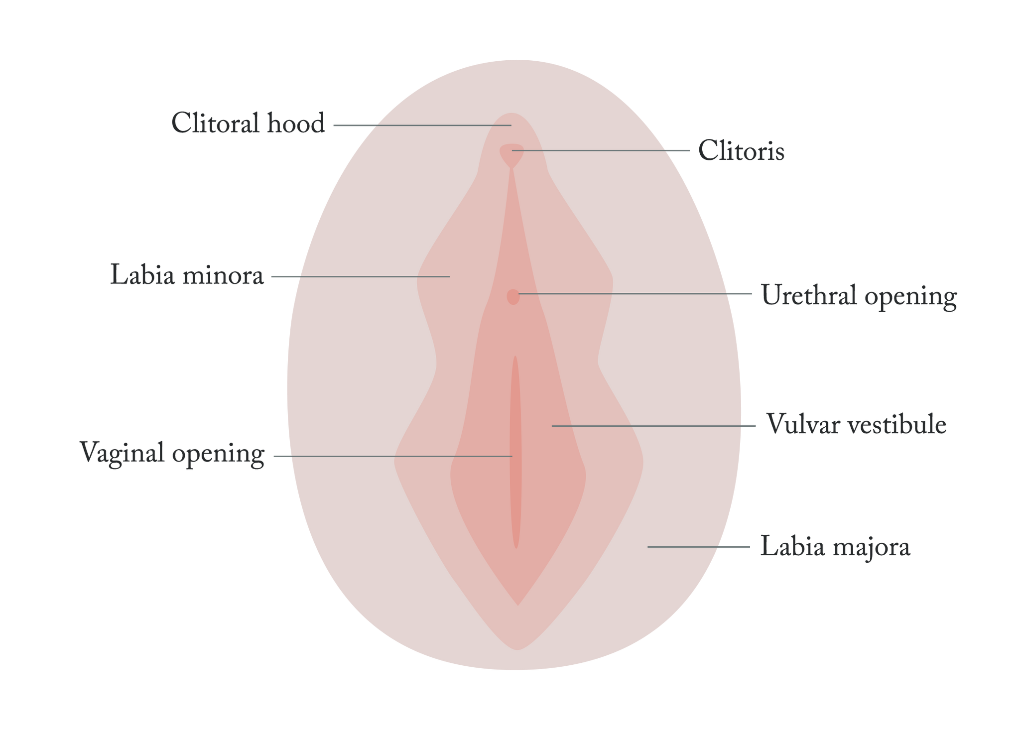 A graphic image of a women’s reproductive system with labeled parts of the external area.